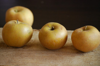 Pomme Patte de Loup