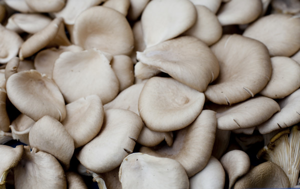 Champignon Pleurote