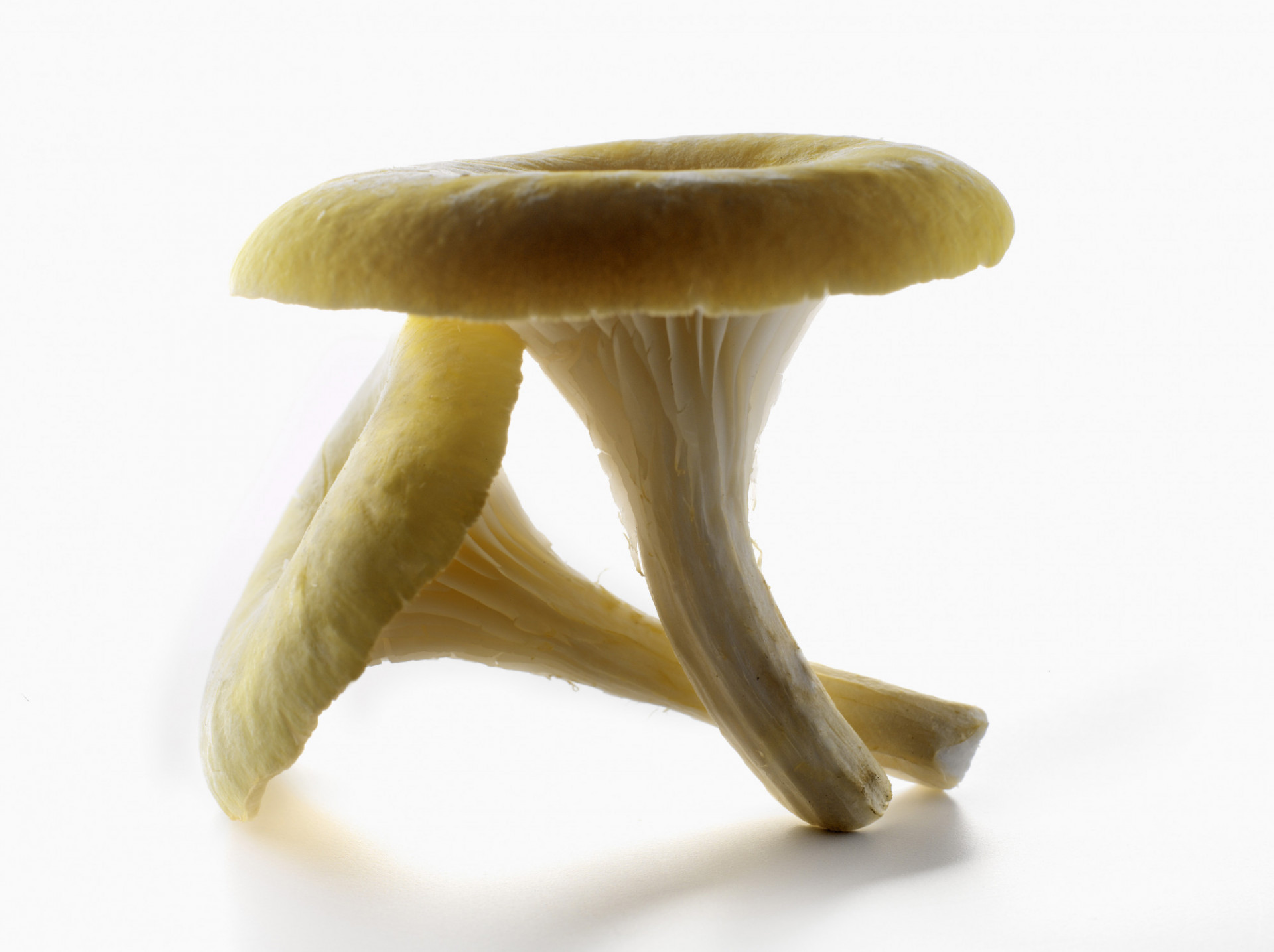 Champignon Pleurote